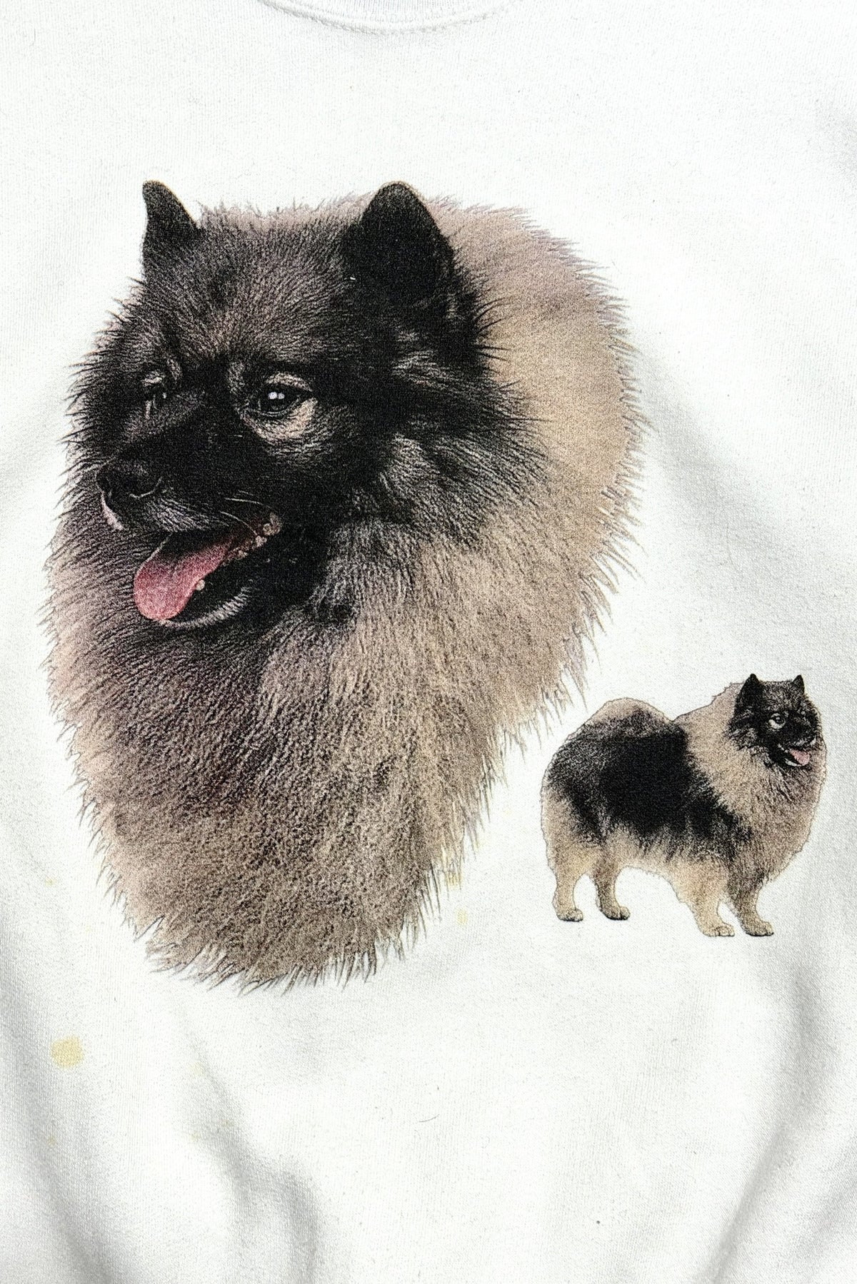 Keeshond portrait print closeup
